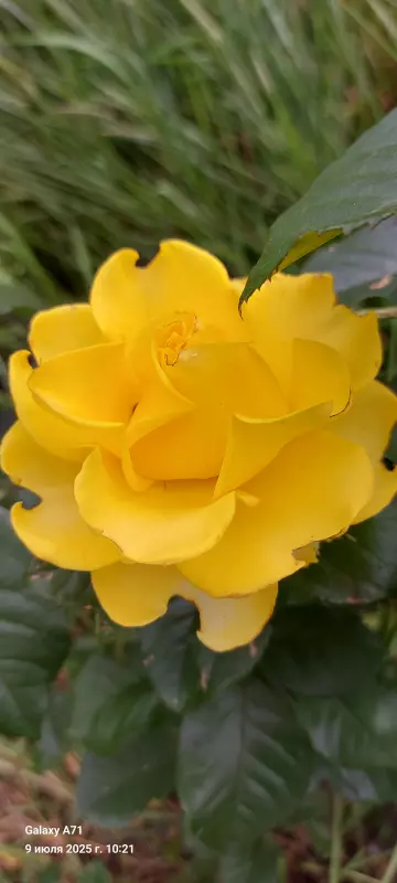 Чайная беседка