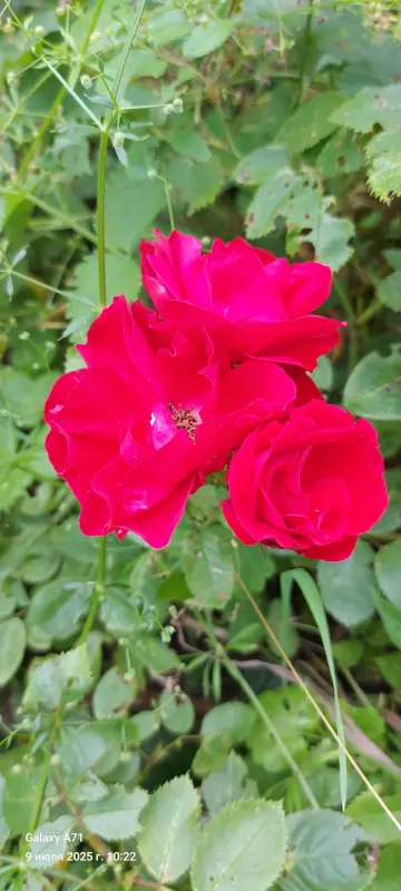 Чайная беседка