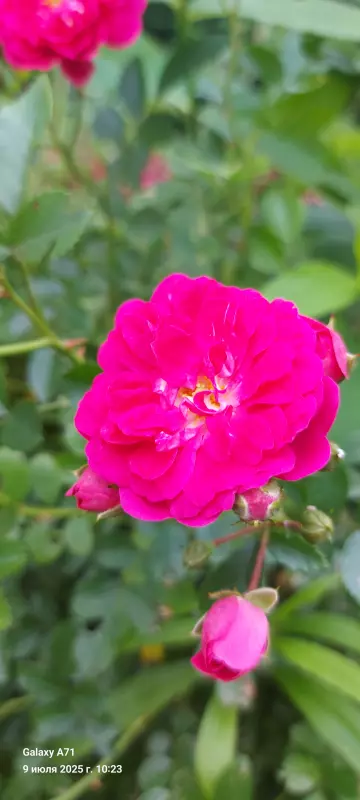 Чайная беседка