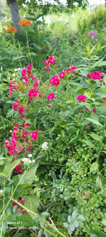 Чайная беседка