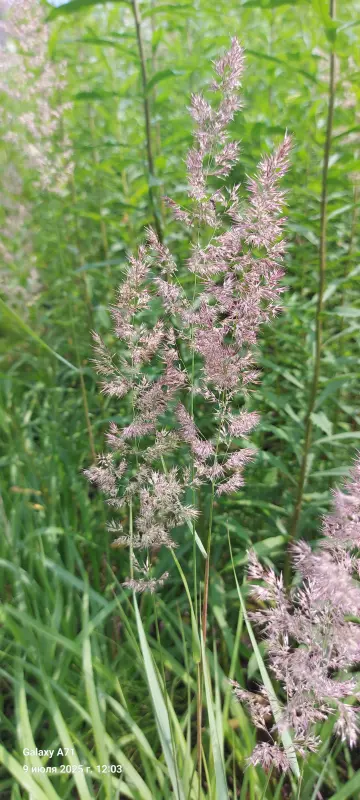 Чайная беседка