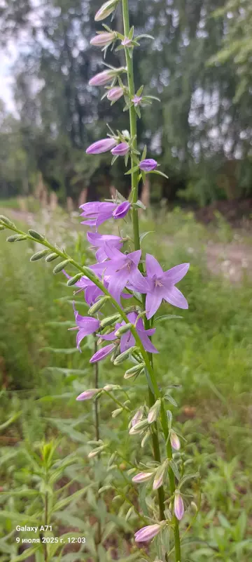 Чайная беседка