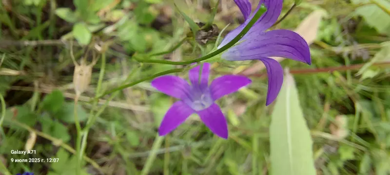 Чайная беседка