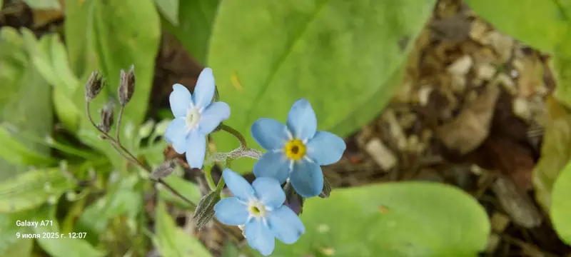 Чайная беседка