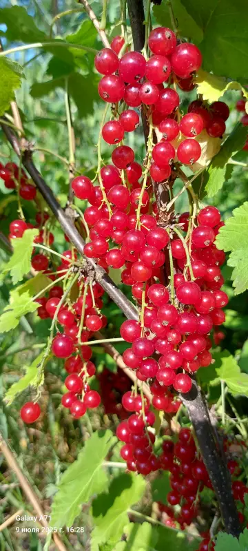 Чайная беседка