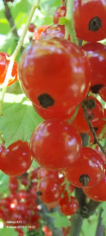 Чайная беседка