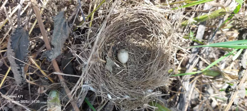 Чайная беседка