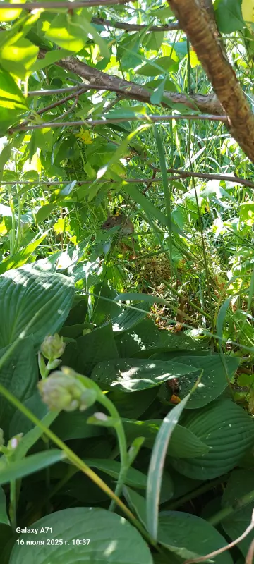 Чайная беседка