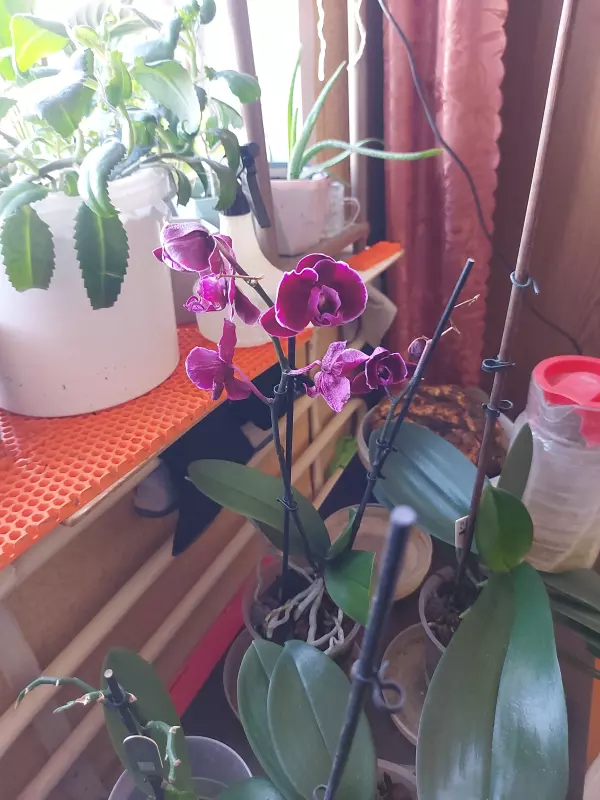 Чайная беседка