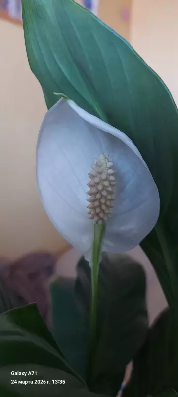 Чайная беседка