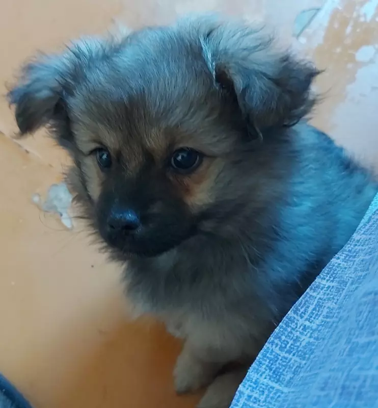 Чайная беседка