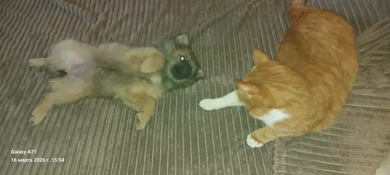 Чайная беседка