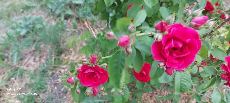 Чайная беседка