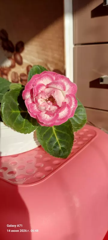 Чайная беседка