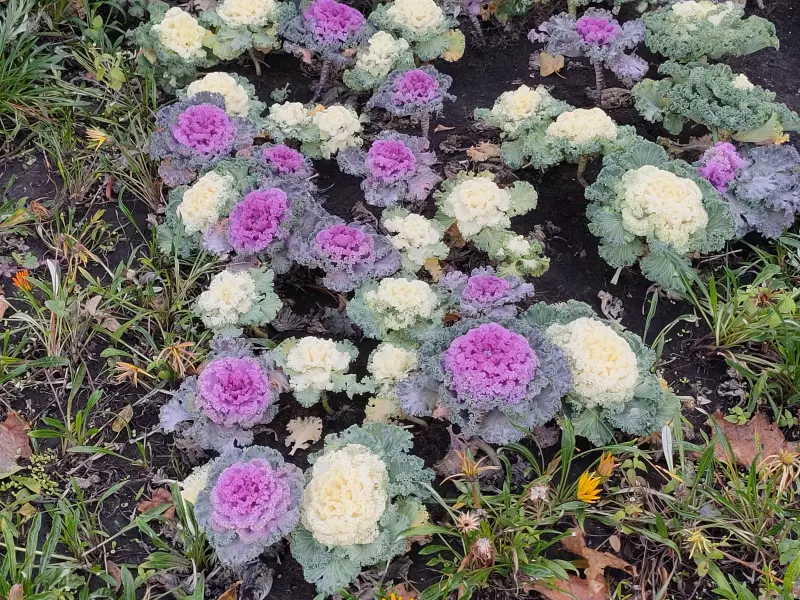 Кафе "У пани Сони"