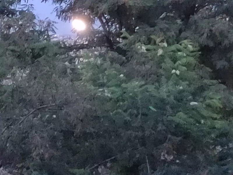 Чайная беседка