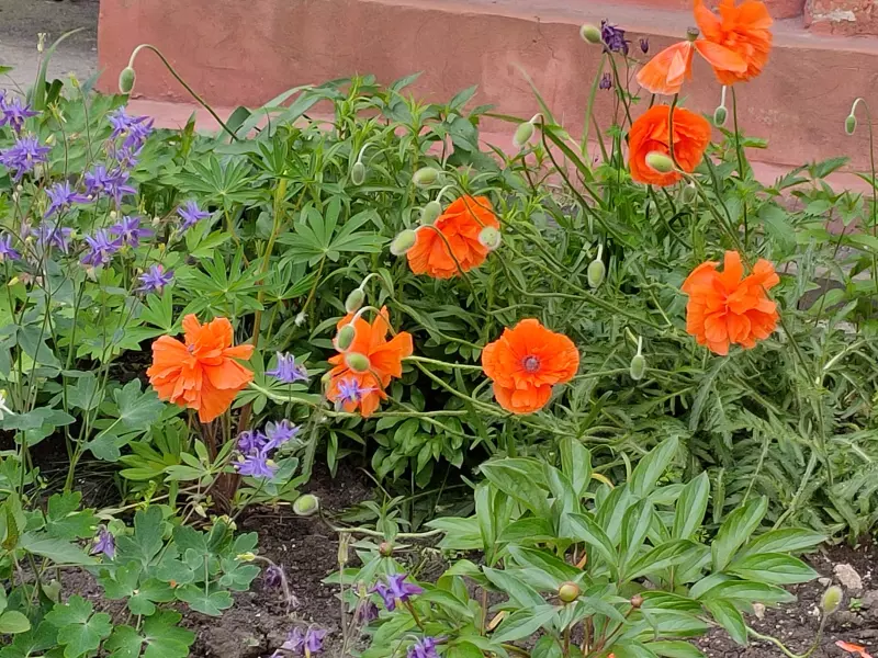 Чайная беседка