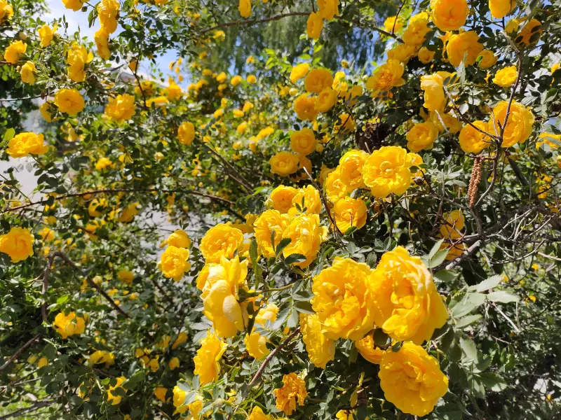 Чайная беседка