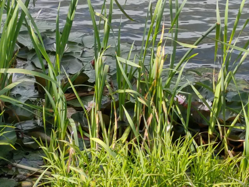 Чайная беседка