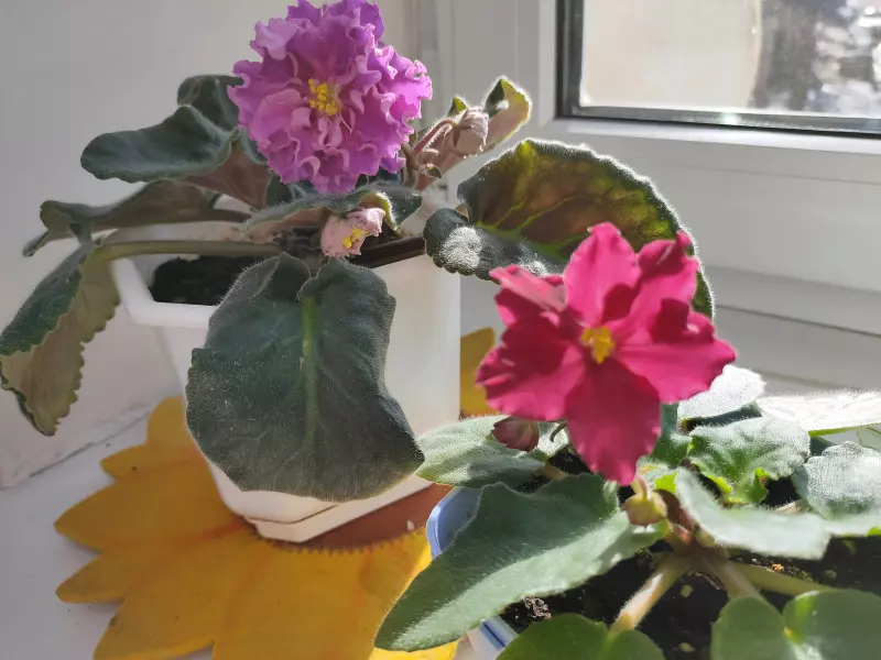 Чайная беседка