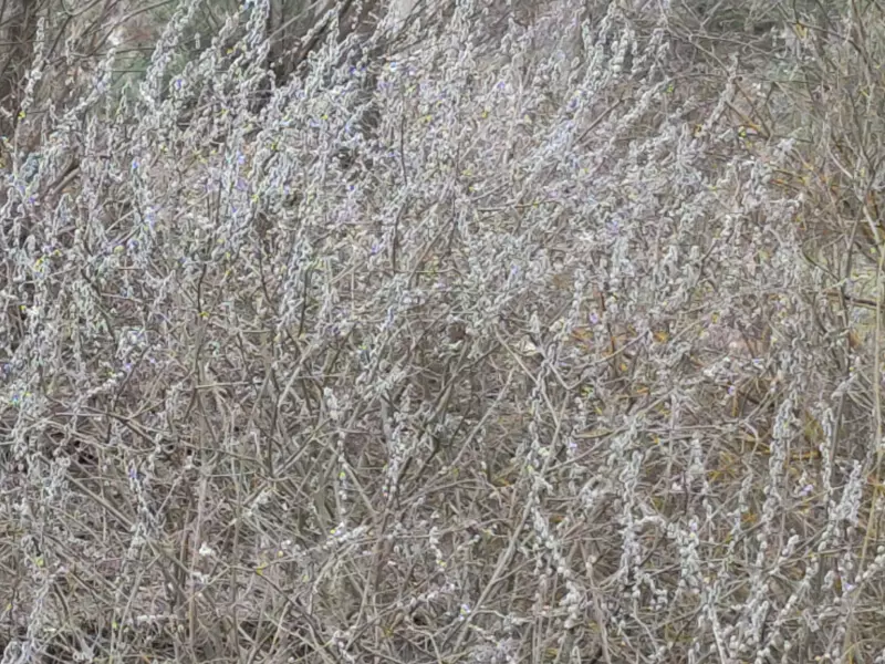 Чайная беседка