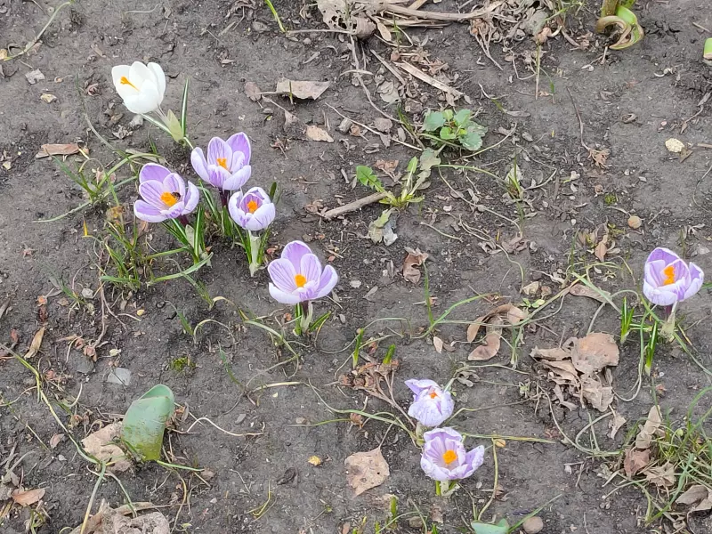 Чайная беседка