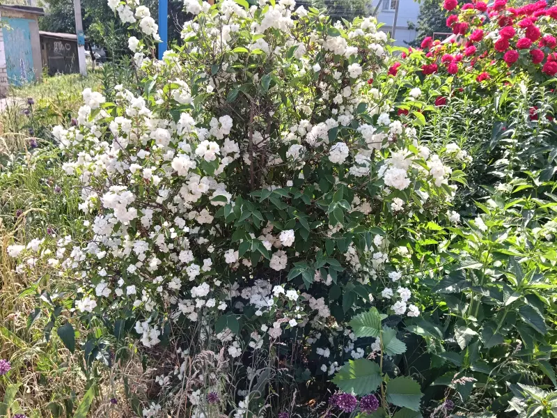 Флора