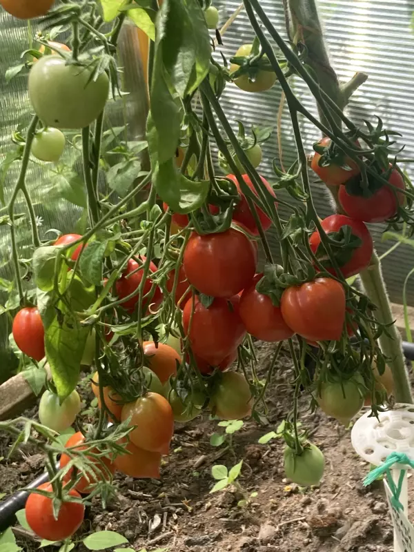 Загородная жизнь - обустройство на земле во всем разнообразии