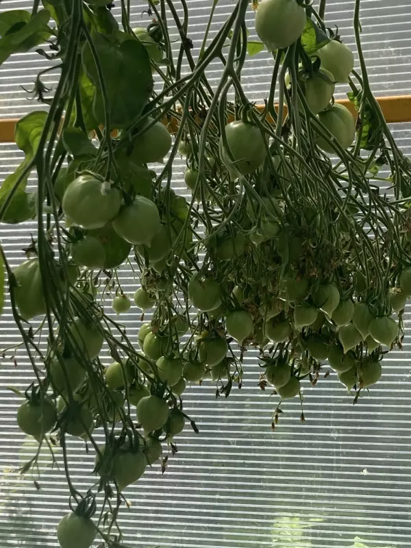 Загородная жизнь - обустройство на земле во всем разнообразии