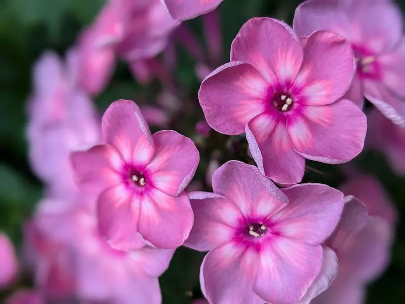 Tapтaлeтки & Ко