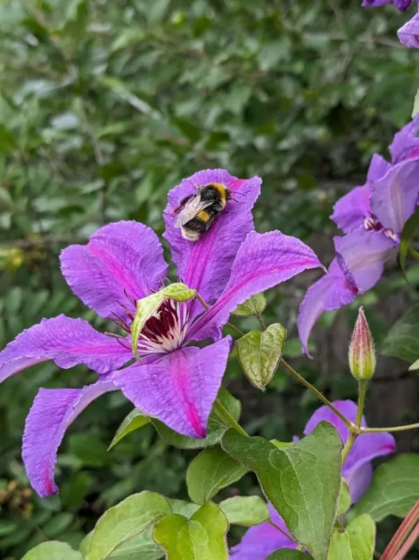 Tapтaлeтки & Ко