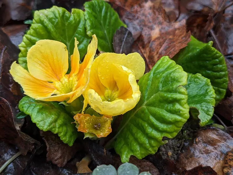 Tapтaлeтки & Ко