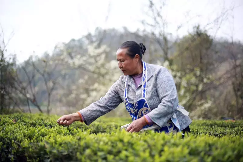 В китайском поселке Цинчи начался сбор первого весеннего чая