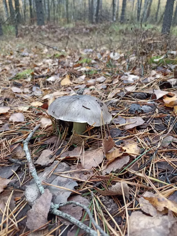 По грибы с лукошком