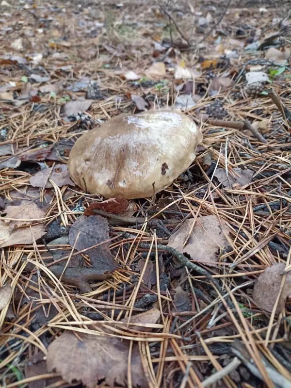 По грибы с лукошком