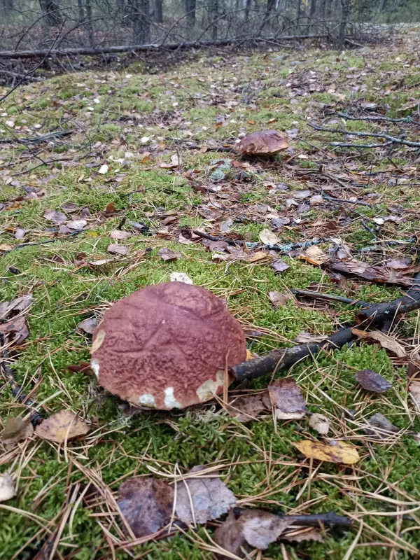 По грибы с лукошком