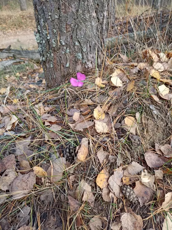 Фотонастроение