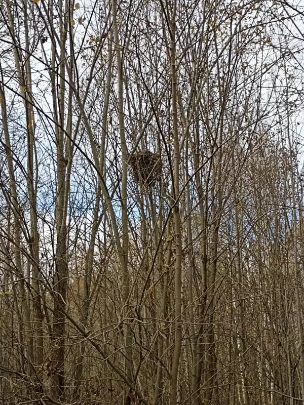 Фотонастроение