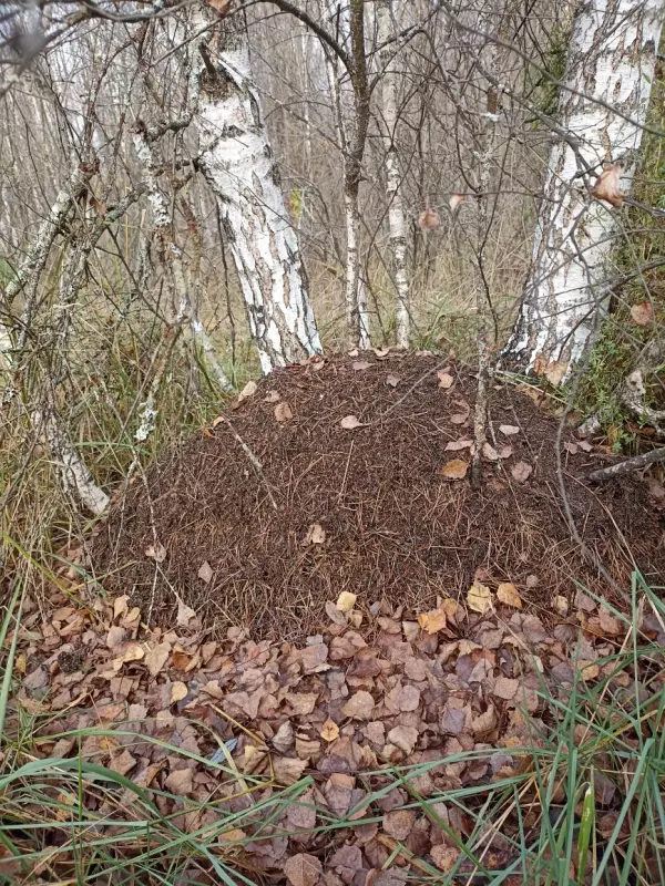 Фотонастроение