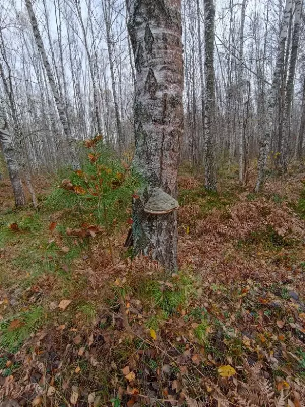 Фотонастроение