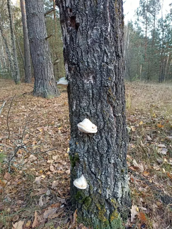 Фотонастроение