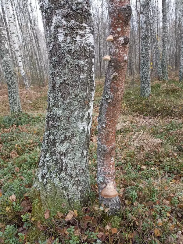 Фотонастроение