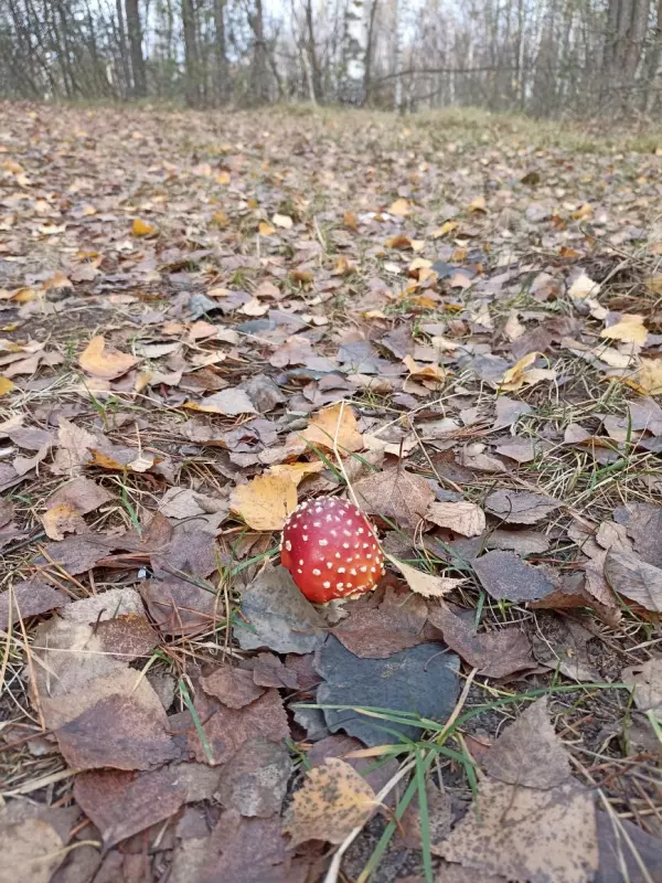 Фотонастроение