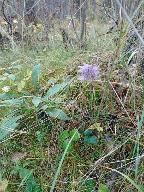 Фотонастроение