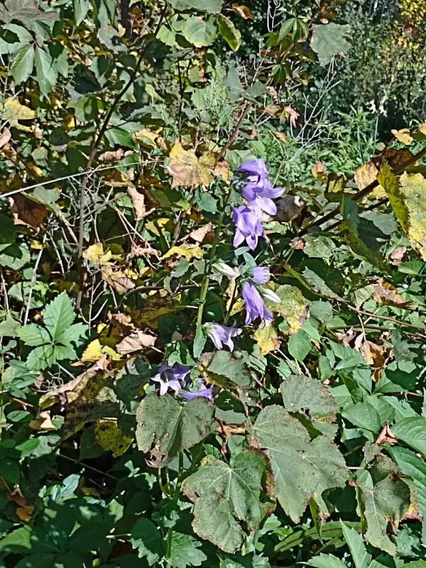       Ах, Самара - городок... 