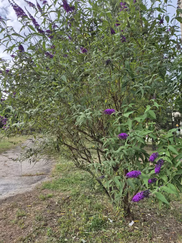 Флора