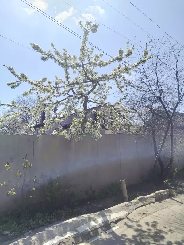 Чайная беседка
