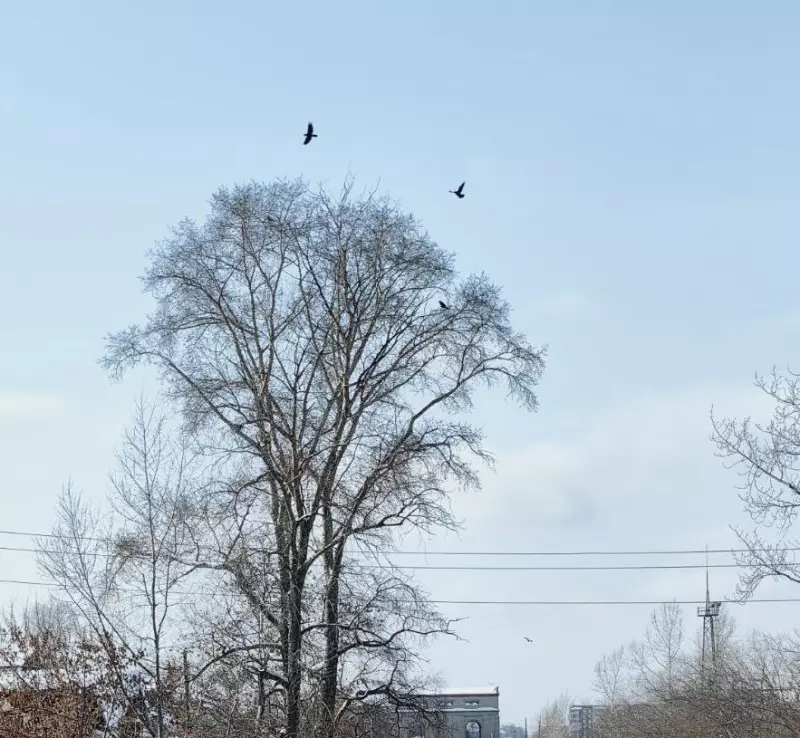 Такое разное небо