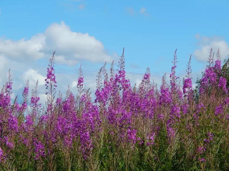 Такое разное небо