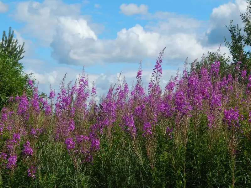 Такое разное небо